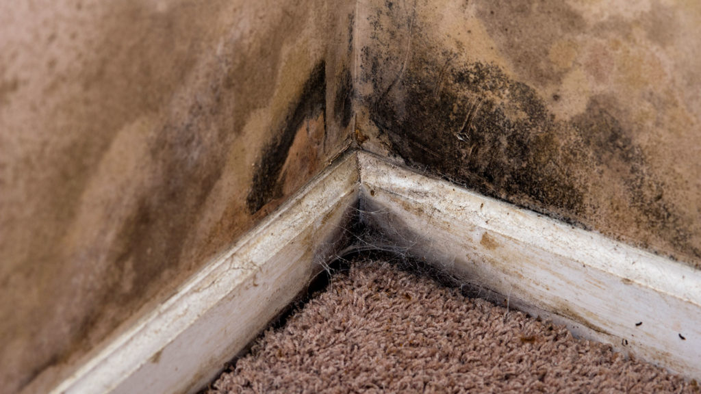 mold removal