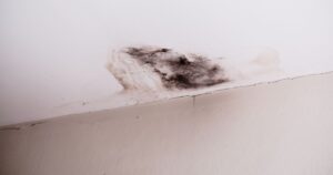The Long-Term Effects of Ignoring Mold and Water Damage in Colorado