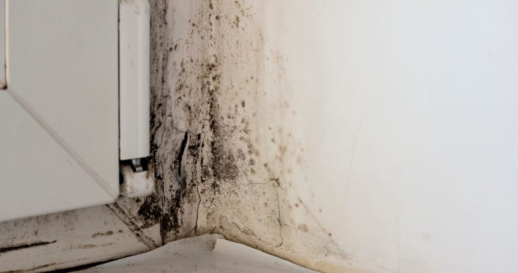 Reasons Why To Hire A Professional For Mold Testing & Inspection