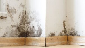 autumn mold growth